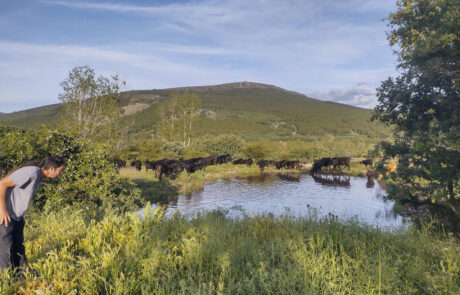 ganado bebiendo agua en el campo