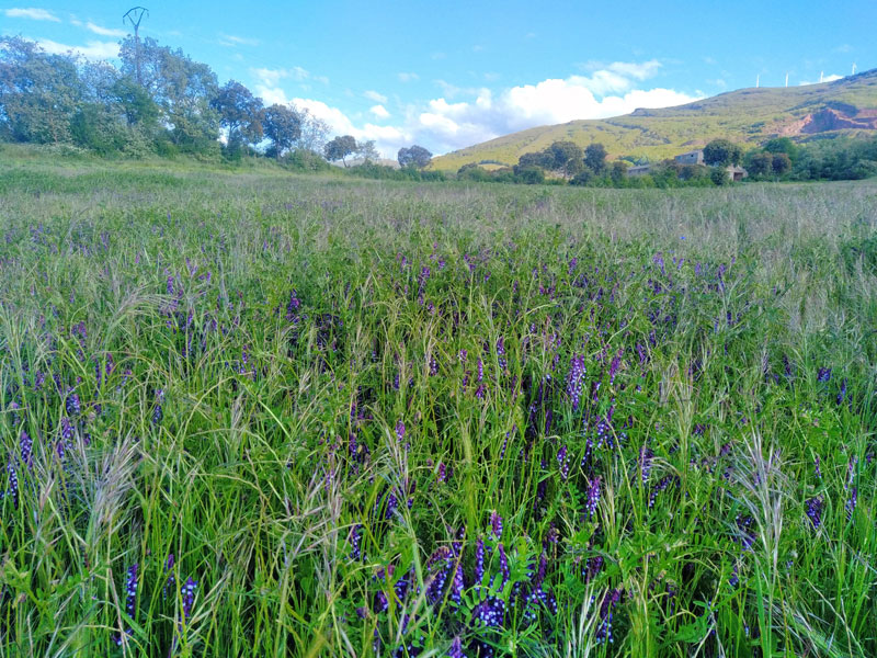 campo de flores moradas